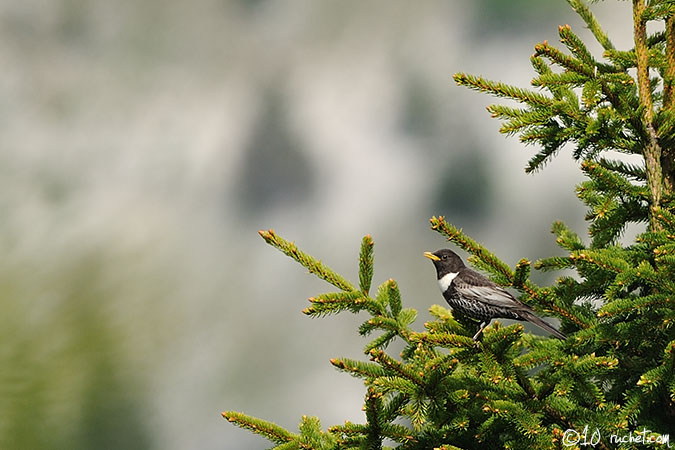 Merlo dal collare - Turdus torquatus