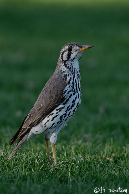 Merle litsitsirupa - Psophocichla litsitsirupa