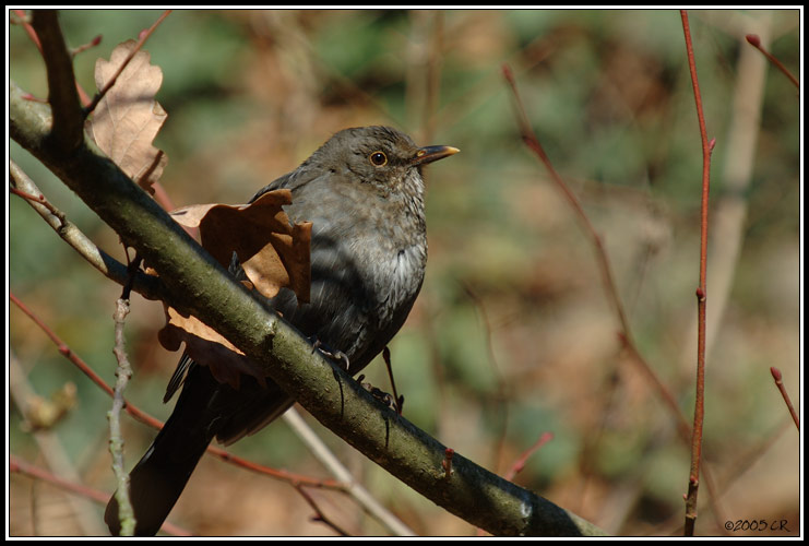 Eurasian blackbird - Turdus merula