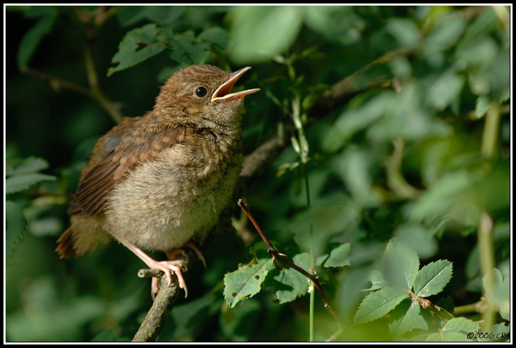 Amsel - Turdus merula