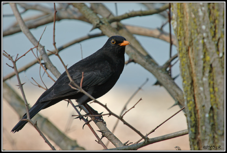 Merle noir - Turdus merula