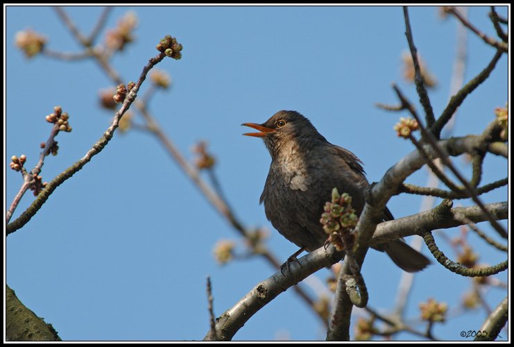 Eurasian blackbird - Turdus merula