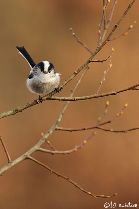 Mésange à longue queue - Aegithalos caudatus