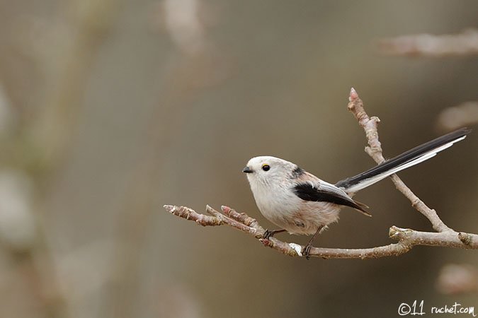 Long-tailed tit - Aegithalos caudatus