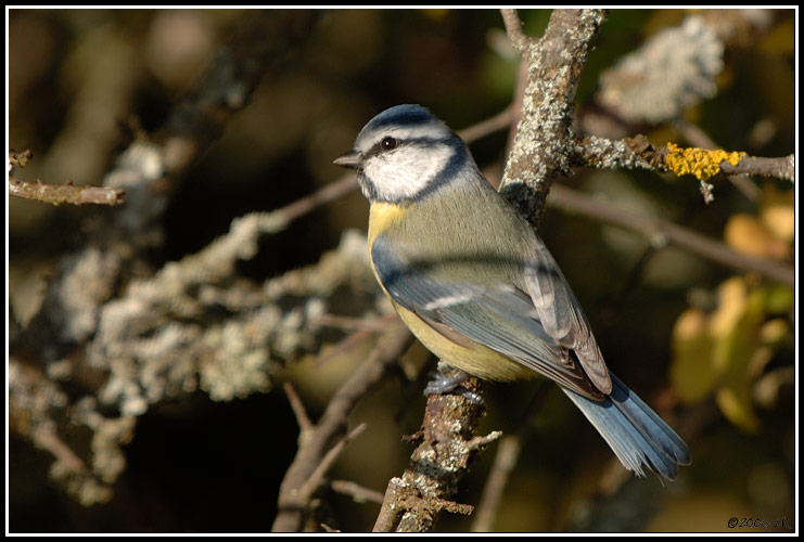 Mésange bleue - Parus caeruleus