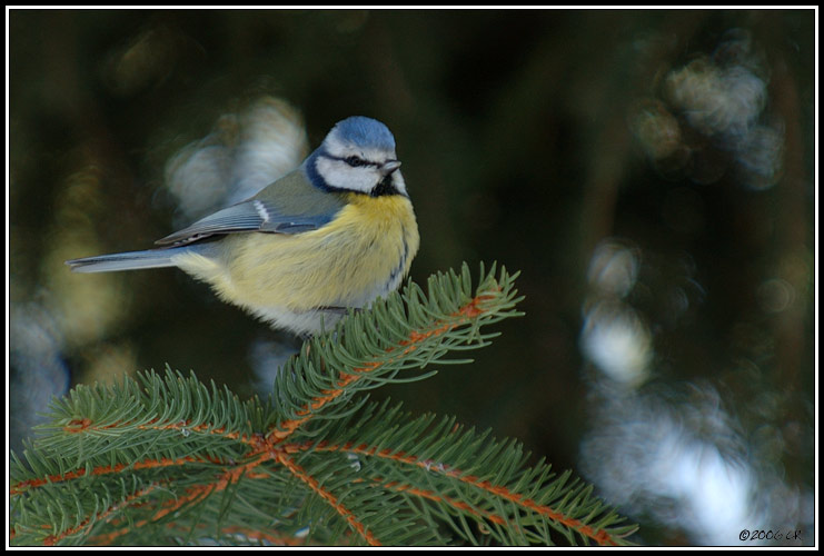 Mésange bleue - Parus caeruleus