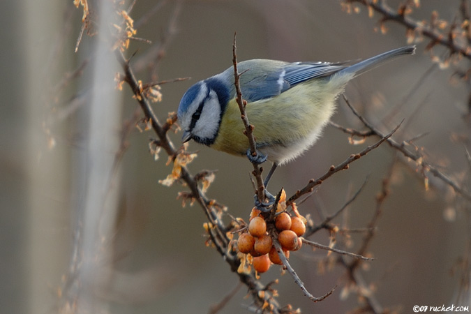 Mésange bleue - Parus caeruleus