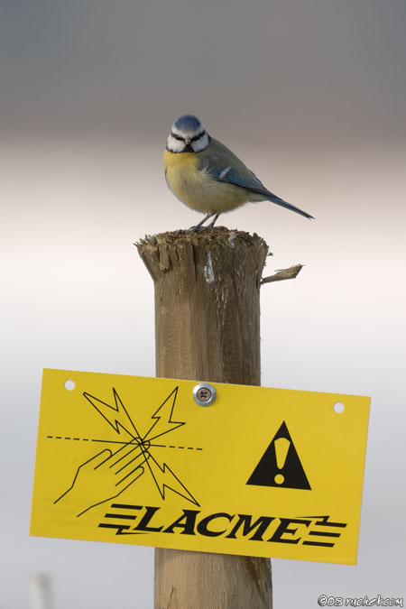 Mésange bleue - Parus caeruleus