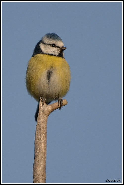 Mésange bleue - Parus caeruleus