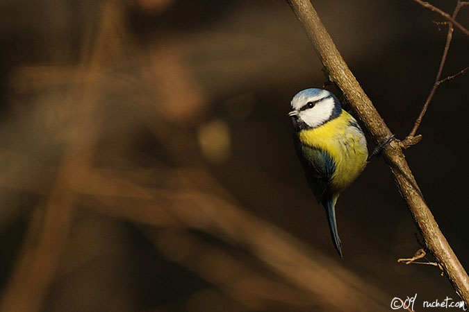 Mésange bleue - Parus caeruleus