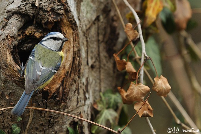 Mésange bleue - Parus caeruleus