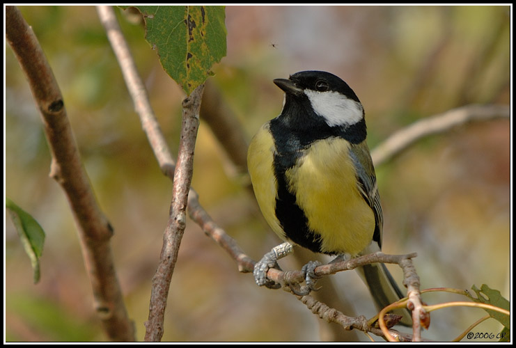 Mésange charbonnière - parus major