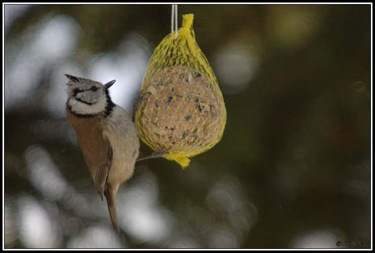 Mésange huppée - Parus cristatus