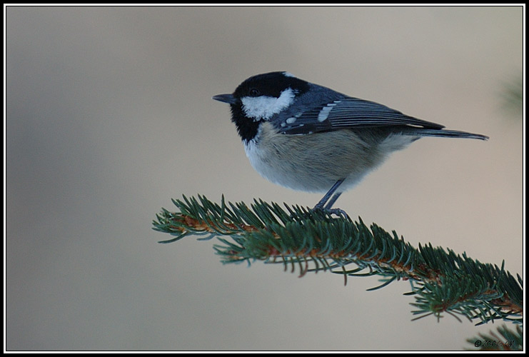 Mésange noire - Parus ater