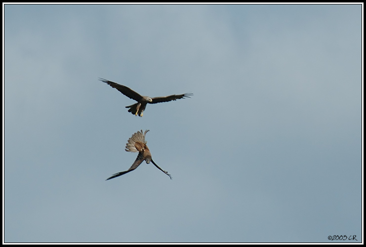 Nibbio bruno - Milvus migrans