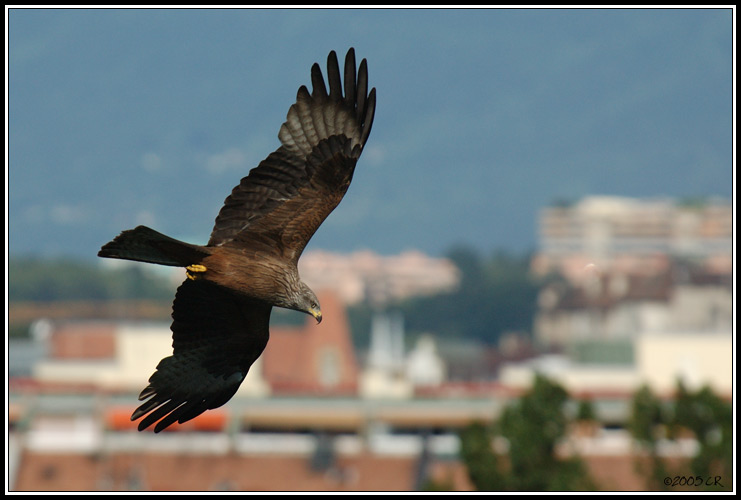 Nibbio bruno - Milvus migrans