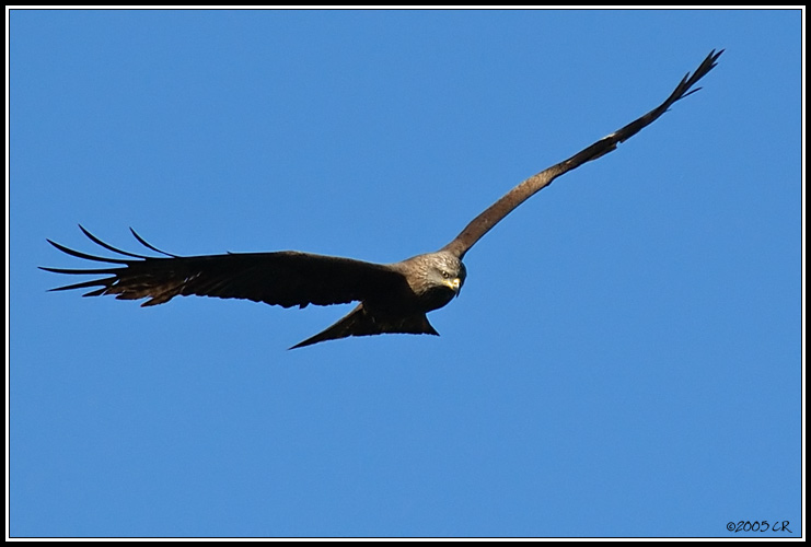 Nibbio bruno - Milvus migrans