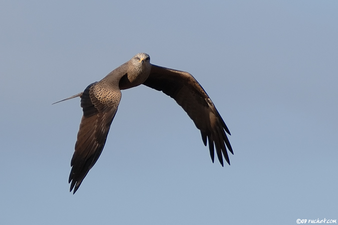 Nibbio bruno - Milvus migrans