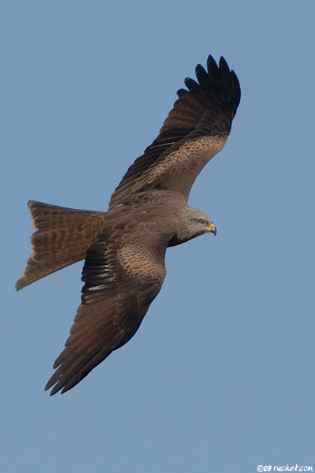 Schwarzmilan - Milvus migrans