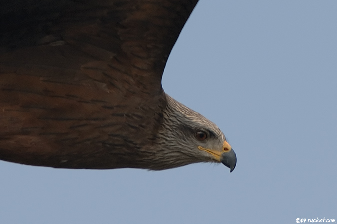 Nibbio bruno - Milvus migrans