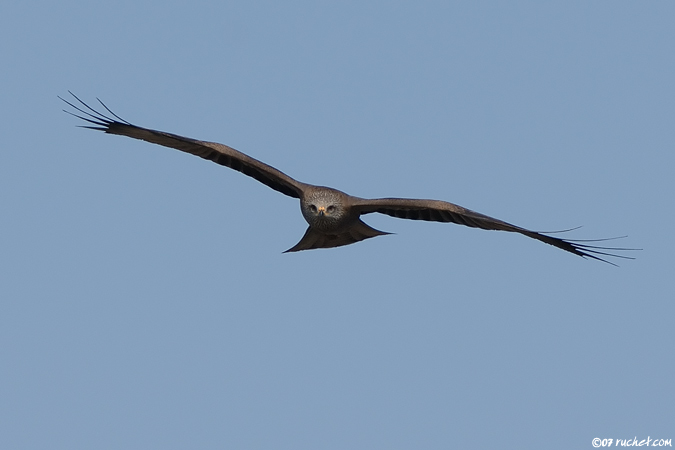 Black kite - Milvus migrans