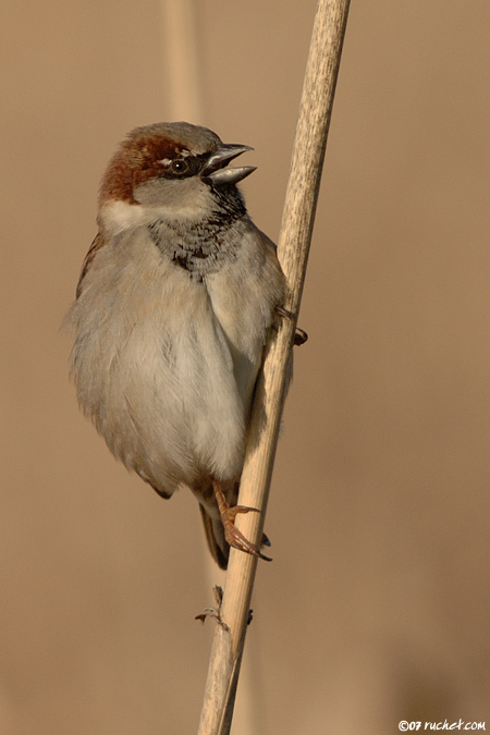 Passera europea - Passer domesticus