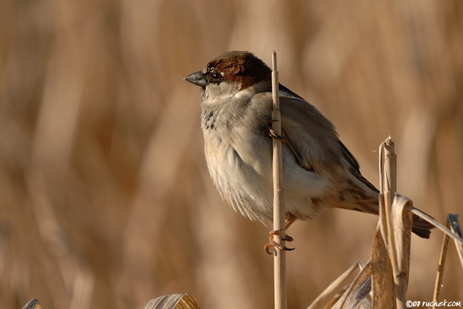 Moineau domestique - Passer domesticus