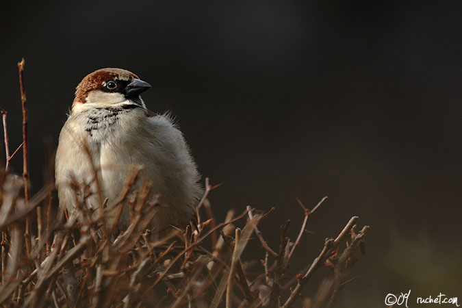 Moineau domestique - Passer domesticus