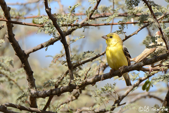 Passera dorata del Sudan - Passer luteus