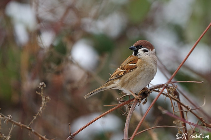 Passera mattugia - Passer montanus