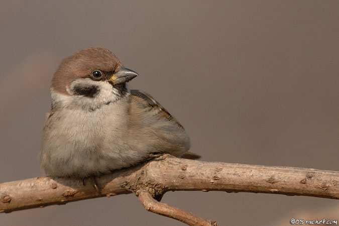 Eurasian Tree Sparrow - Passer montanus