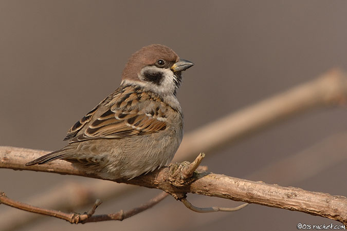 Moineau friquet - Passer montanus