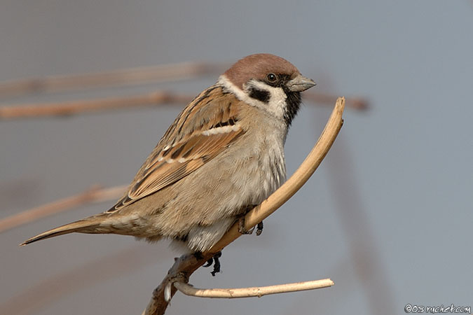 Eurasian Tree Sparrow - Passer montanus