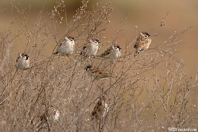 Eurasian Tree Sparrow - Passer montanus