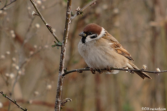 Eurasian Tree Sparrow - Passer montanus