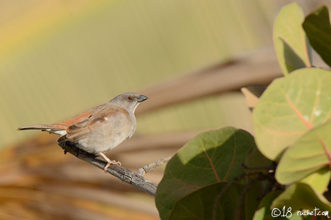 Moineau gris - Passer griseus