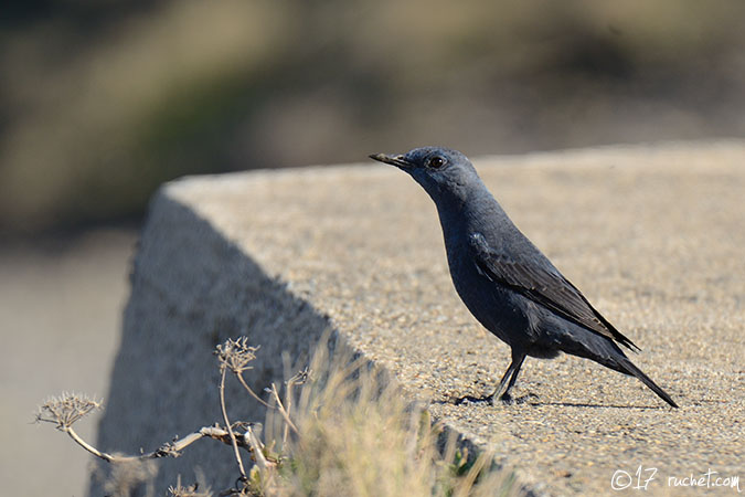 Monticole bleu - Monticola solitarius