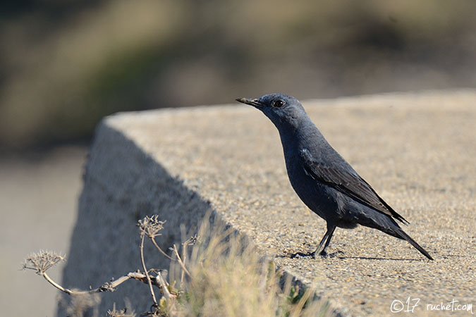 Blaumerle - Monticola solitarius