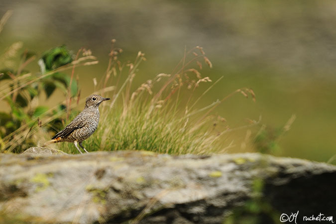 Steinrötel - Monticola saxatilis