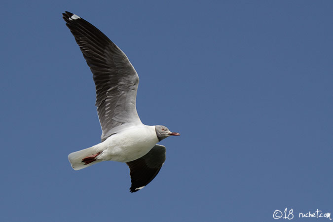 Mouette à tête grise - Chroicocephalus cirrocephalus