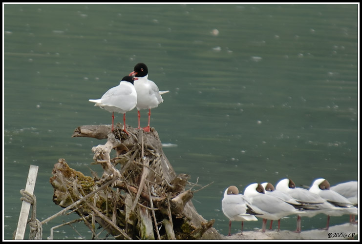 Gabbiano corallino - Larus melanocephalus