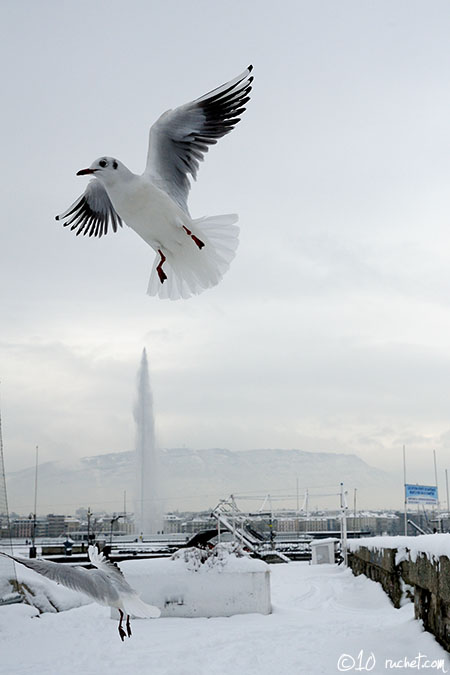 Lachmöwe - Larus ridibundus