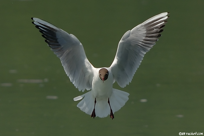 Gabbiano comune - Larus ridibundus