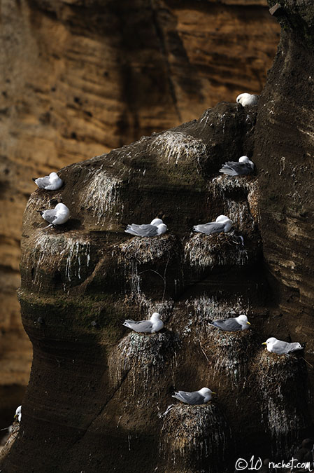 Mouette tridactyle - Rissa tridactyla