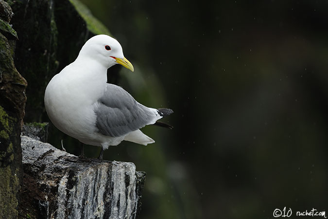 Mouette tridactyle - Rissa tridactyla