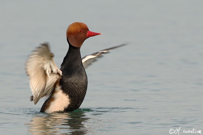 Red-crested pochard - Netta rufina