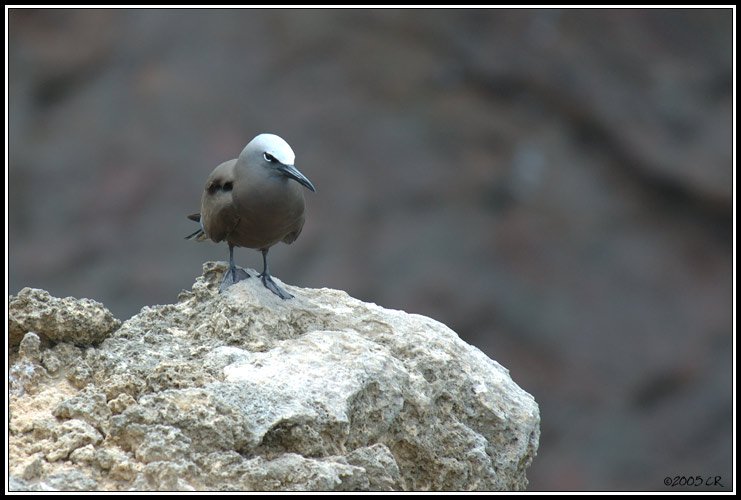 Brown Noddy - Anous stolidus