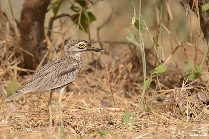 Oedicnème du Sénégal - Burhinus senegalensis