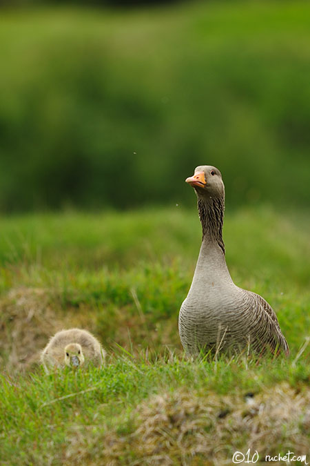 Greylag goose - Anser anser