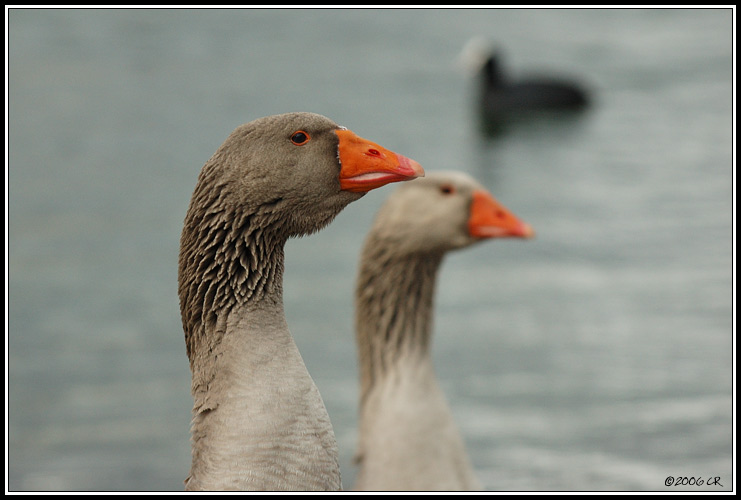 Greylag goose - Anser anser